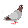 exterminio-de-pombos